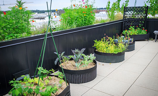 Plants and greenery outside on the Restoring Waters rooftop
